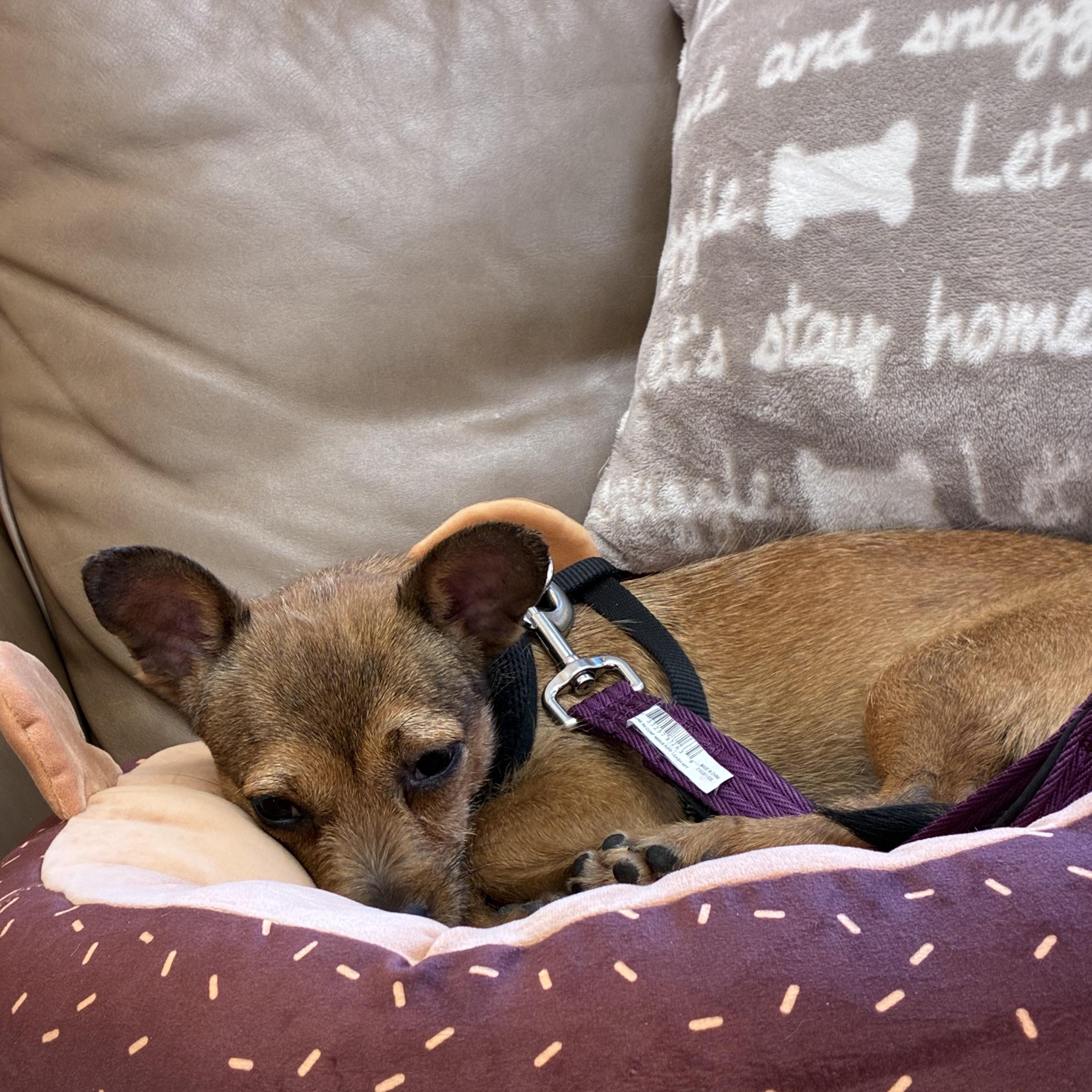 Churro, a Adoptable Norwich Terrier in West Valley, UT image 1/4
