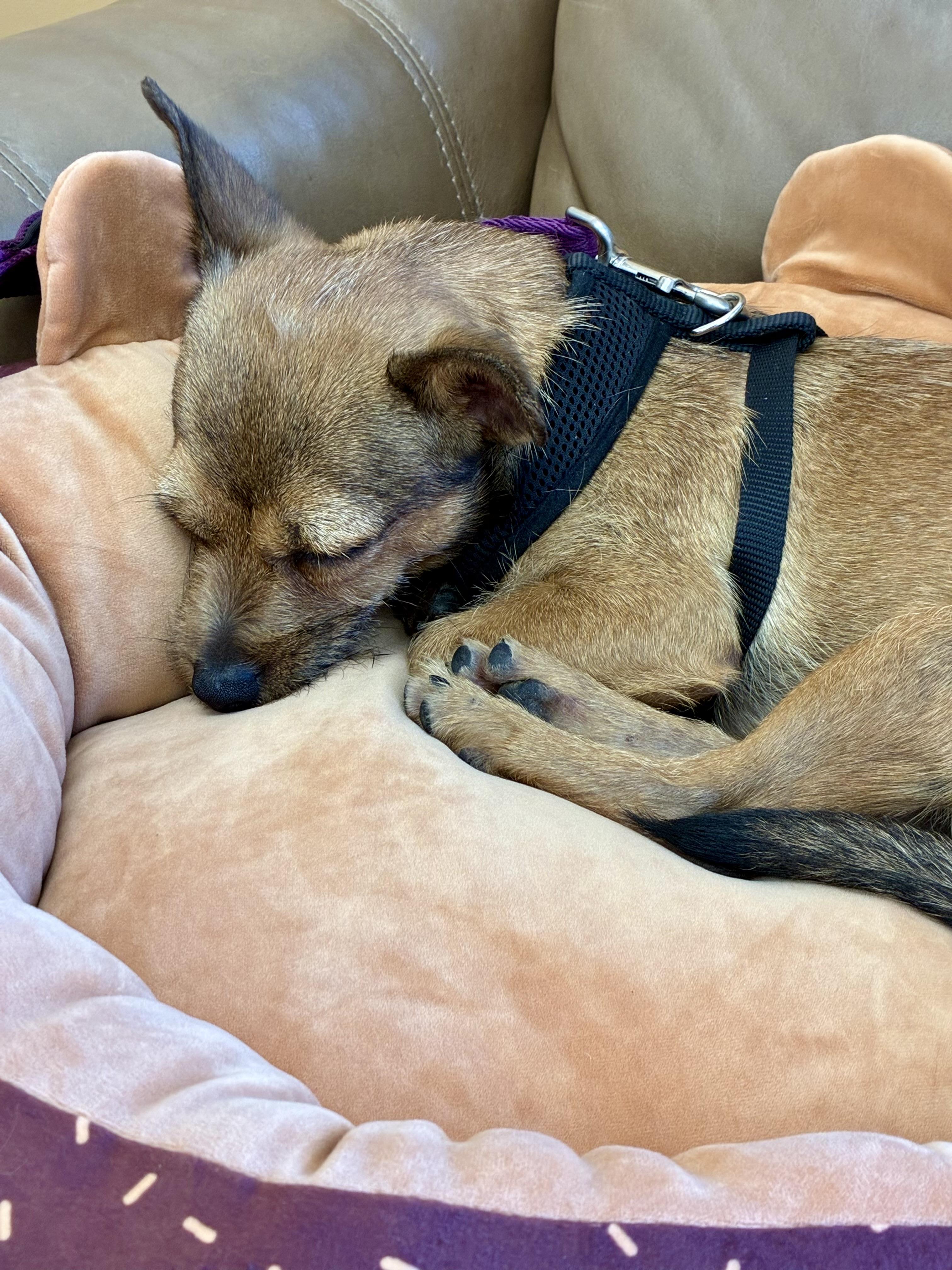 Churro, a Adoptable Norwich Terrier in West Valley, UT image 2/4