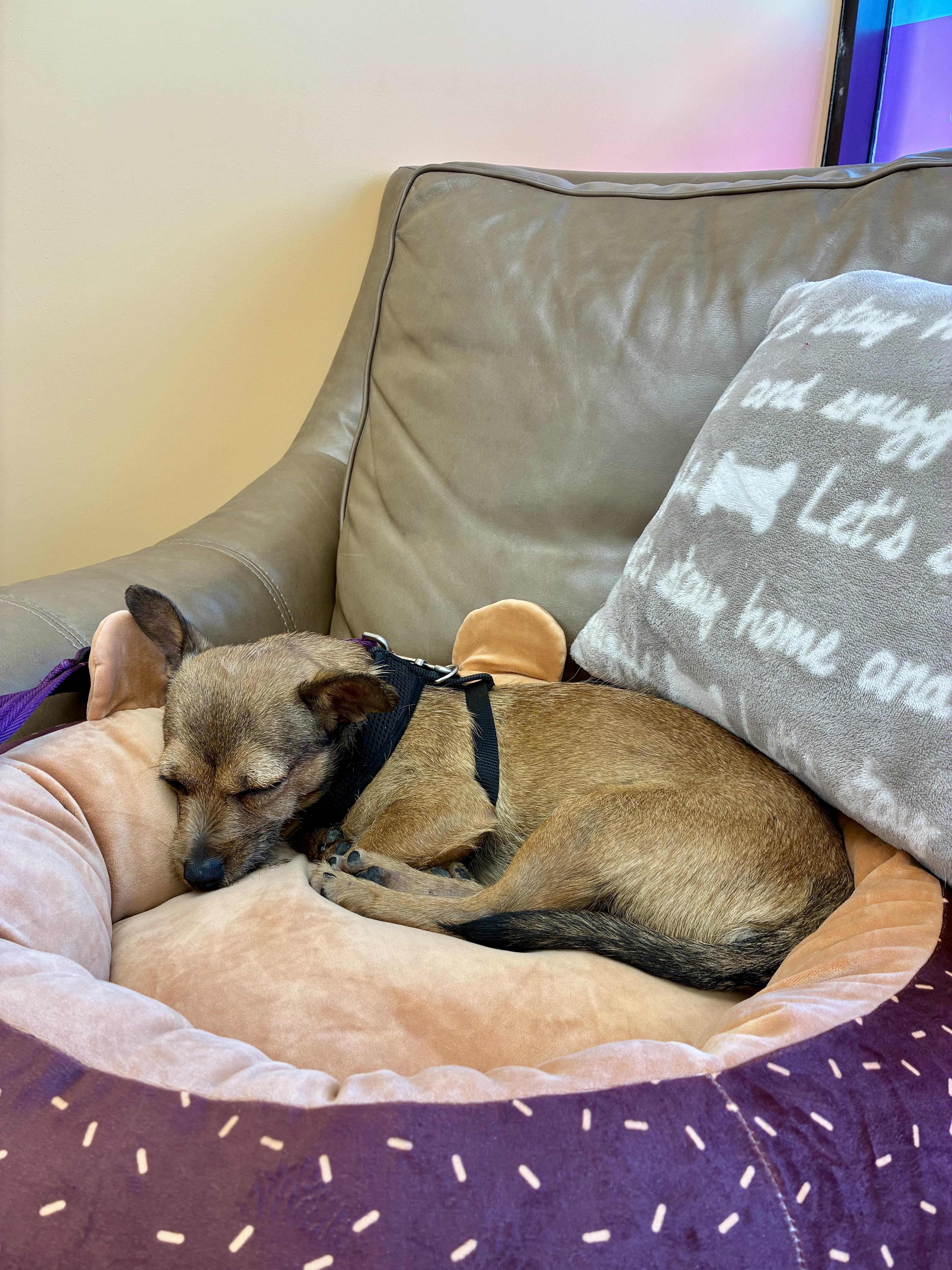 Churro, a Adoptable Norwich Terrier in West Valley, UT image 3/4