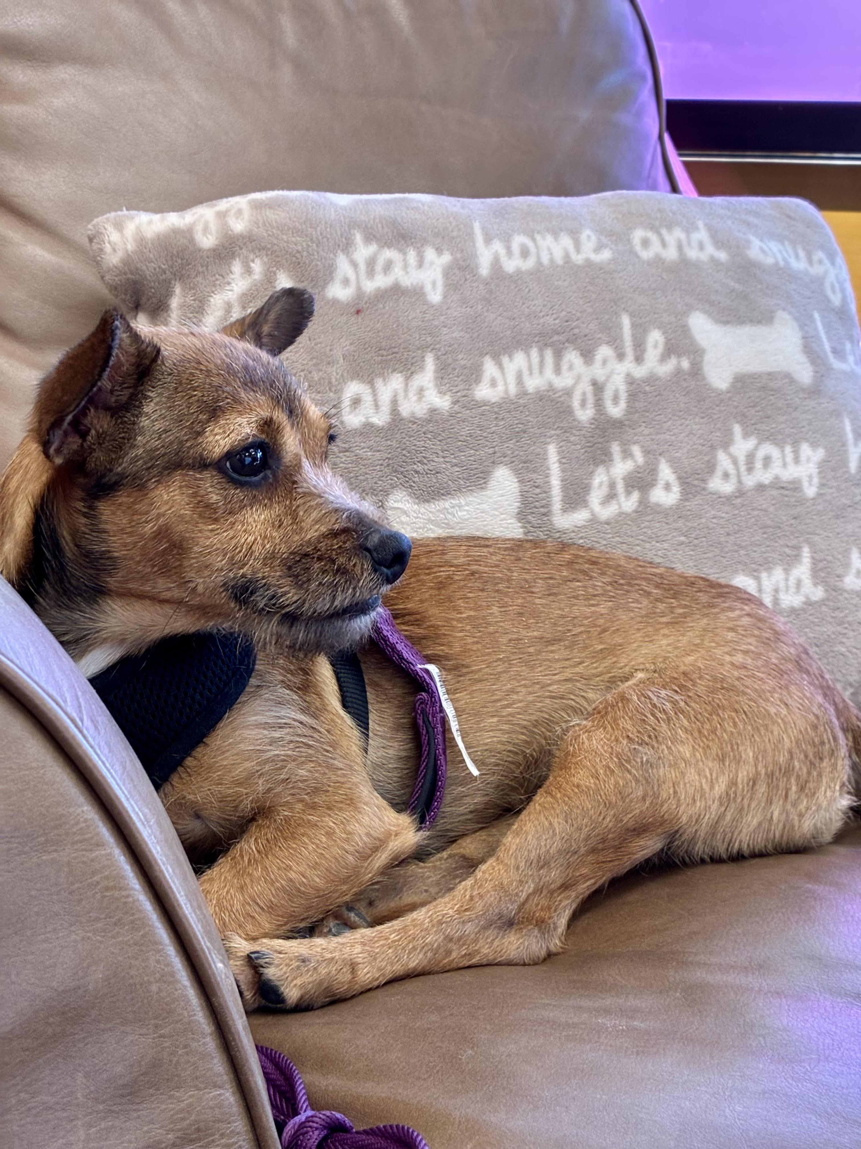 Churro, adoptable, Young Male Norwich Terrier.