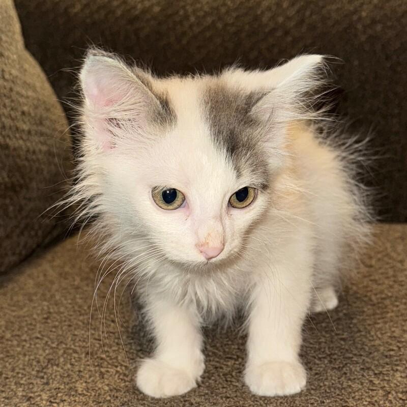 ZERO SKELLINGTON, Adoptable, Kitten Male Domestic Medium Hair.