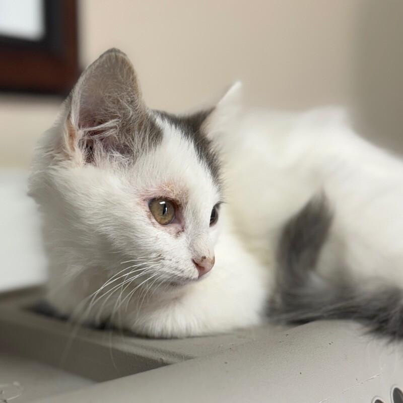 Enlarge ZERO SKELLINGTON, a Adoptable Domestic Medium Hair in lawton, OK image 2/6