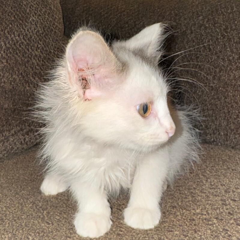 Enlarge ZERO SKELLINGTON, a Adoptable Domestic Medium Hair in lawton, OK image 3/6