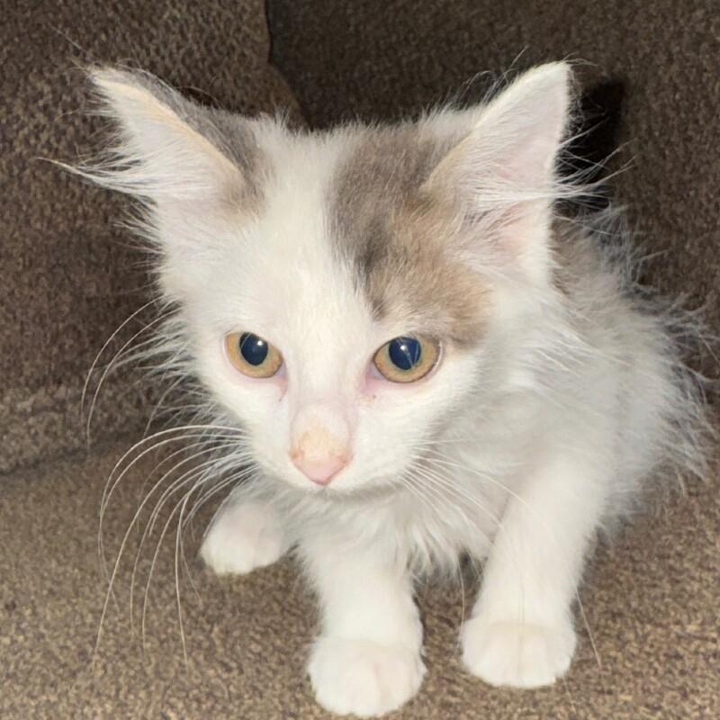Enlarge ZERO SKELLINGTON, a Adoptable Domestic Medium Hair in lawton, OK image 5/6