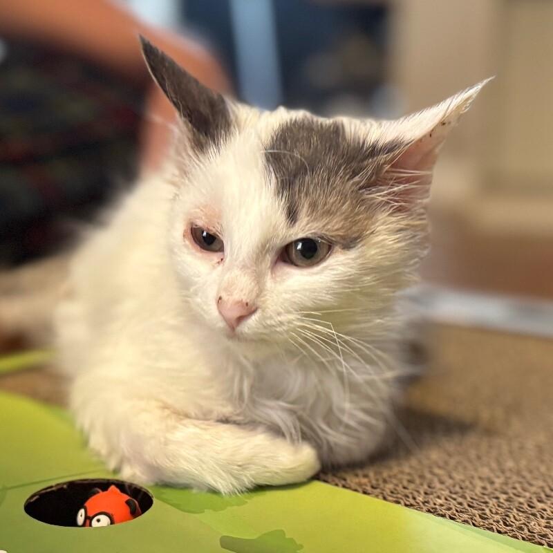 Enlarge ZERO SKELLINGTON, a Adoptable Domestic Medium Hair in lawton, OK image 6/6