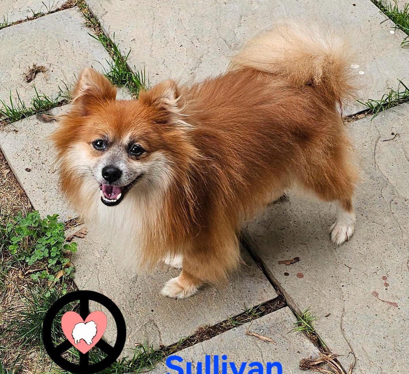 Sullivan, Adoptable, Young Male Pomeranian.