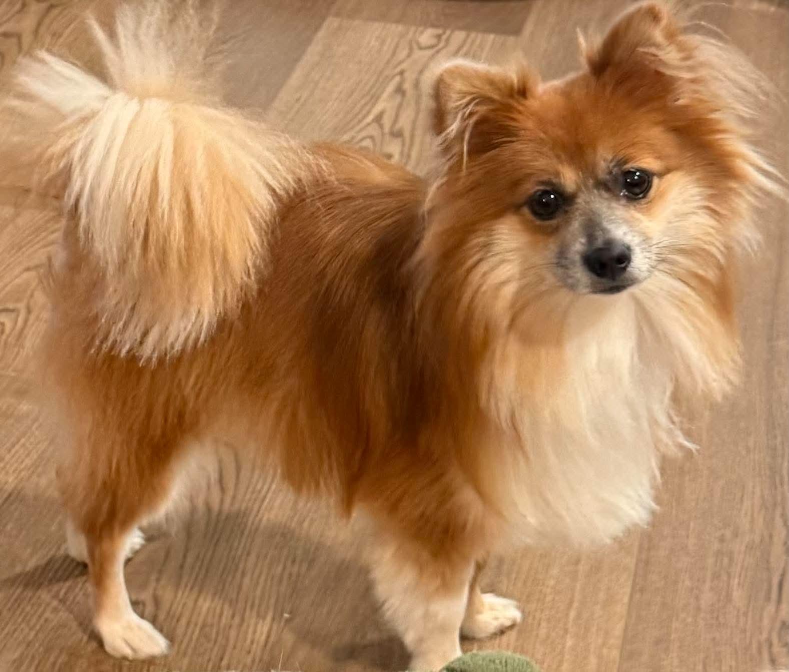 Enlarge Sullivan, a Adoptable Pomeranian in Lebanon, PA image 2/2