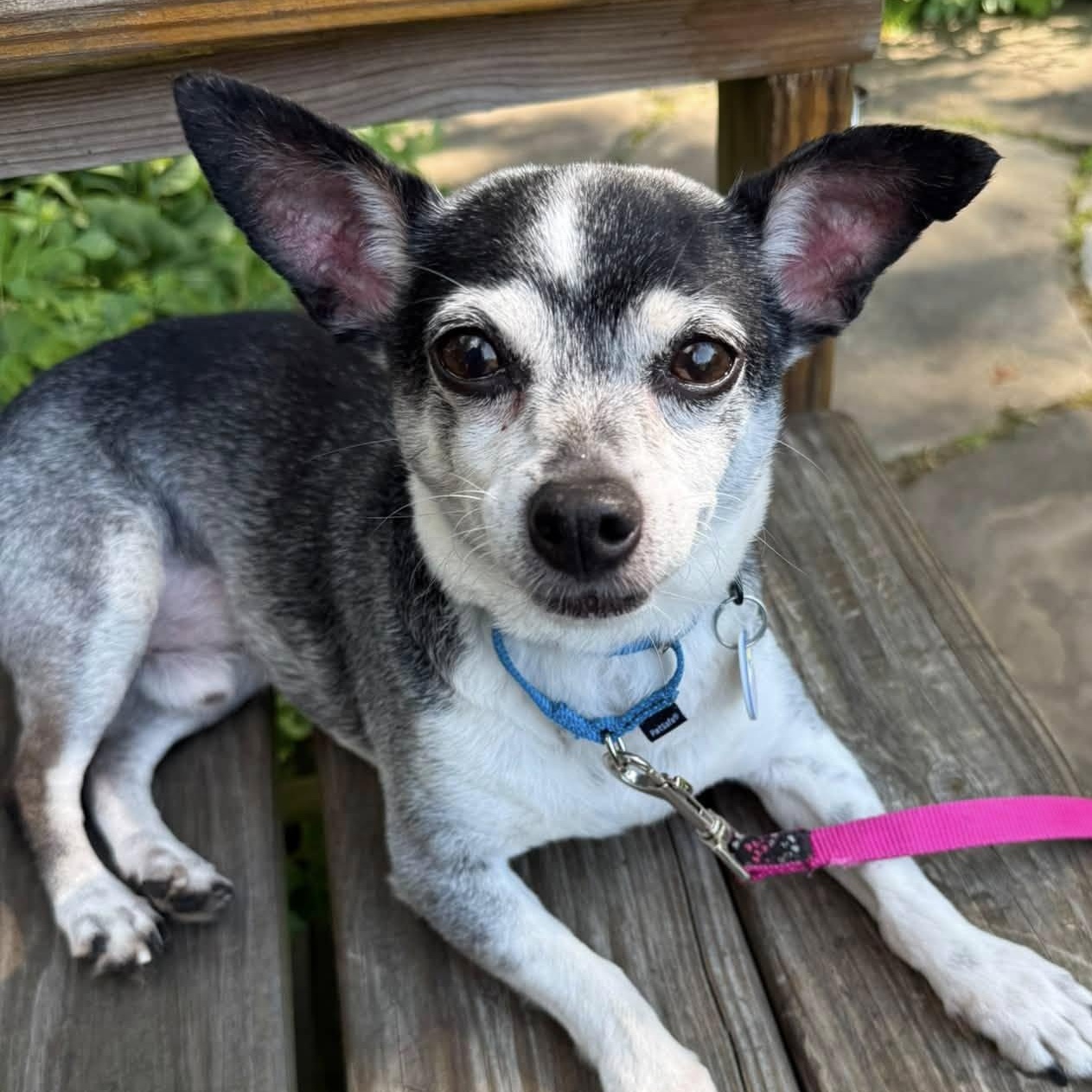 JayJay, an adoptable mixed breed in Severn, MD image 2/4