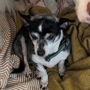 JayJay, an adoptable mixed breed in Severn, MD image 4/4