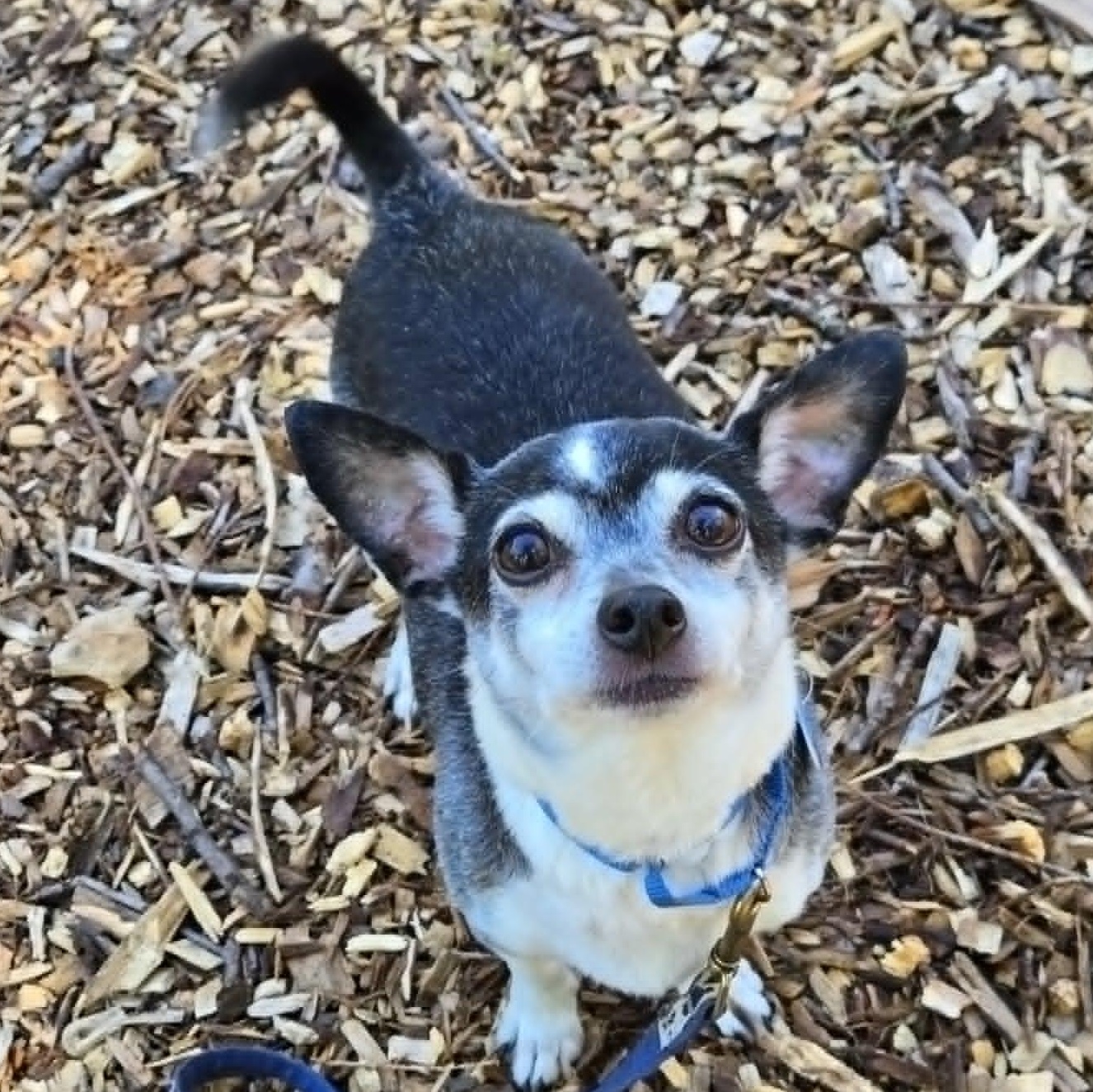 JayJay, an adoptable mixed breed in Severn, MD image 1/4