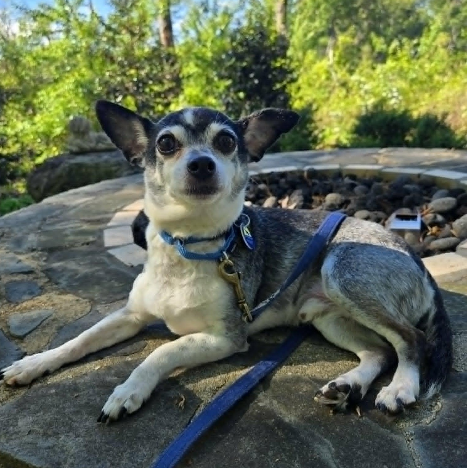 JayJay, an adoptable mixed breed in Severn, MD image 3/4