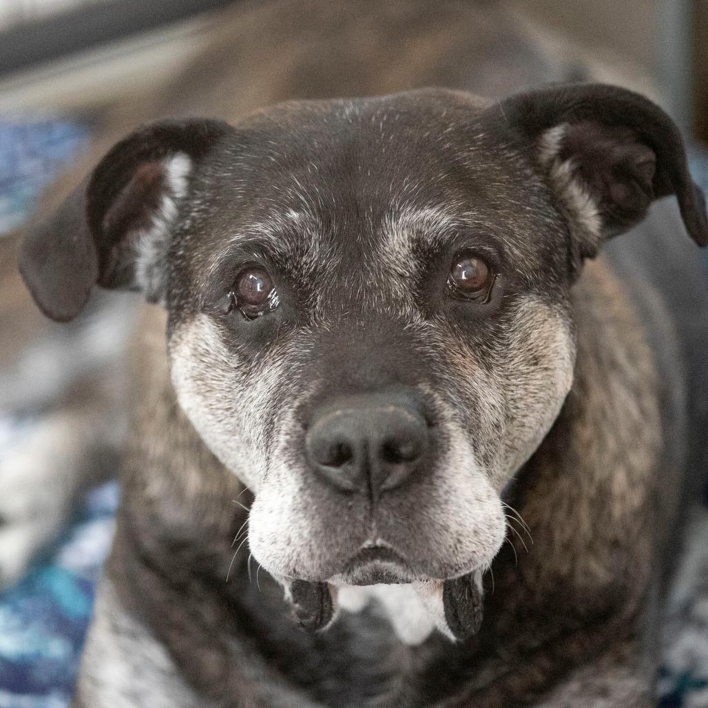 Nelson (JA26-144), Adoptable, Senior Male Mastiff.