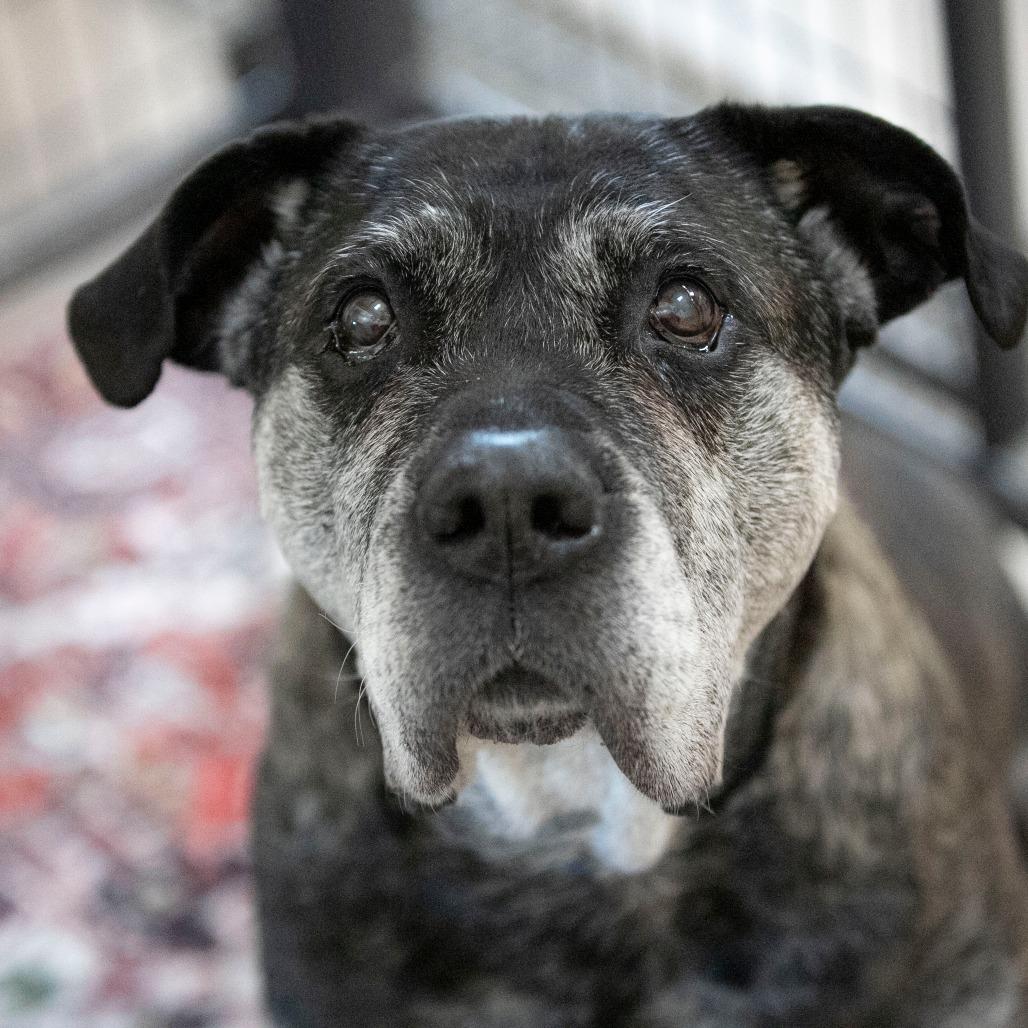 Enlarge Nelson (JA26-144), a Adoptable Mastiff in Peyton, CO image 2/6