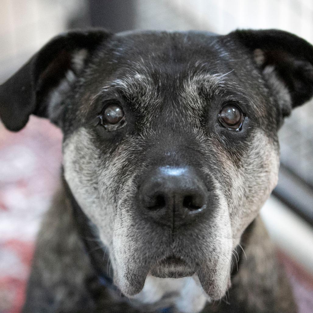 Enlarge Nelson (JA26-144), a Adoptable Mastiff in Peyton, CO image 4/6