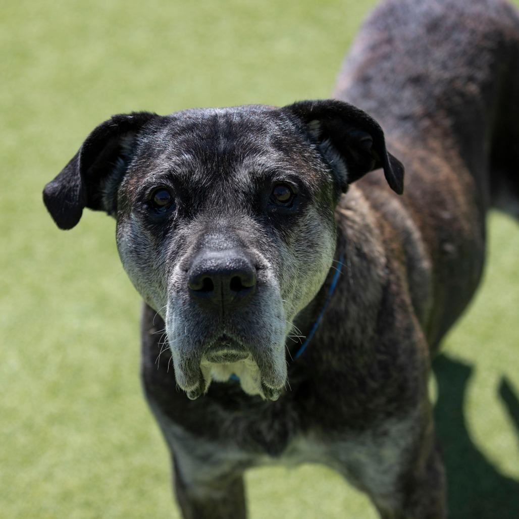 Enlarge Nelson (JA26-144), a Adoptable Mastiff in Peyton, CO image 6/6