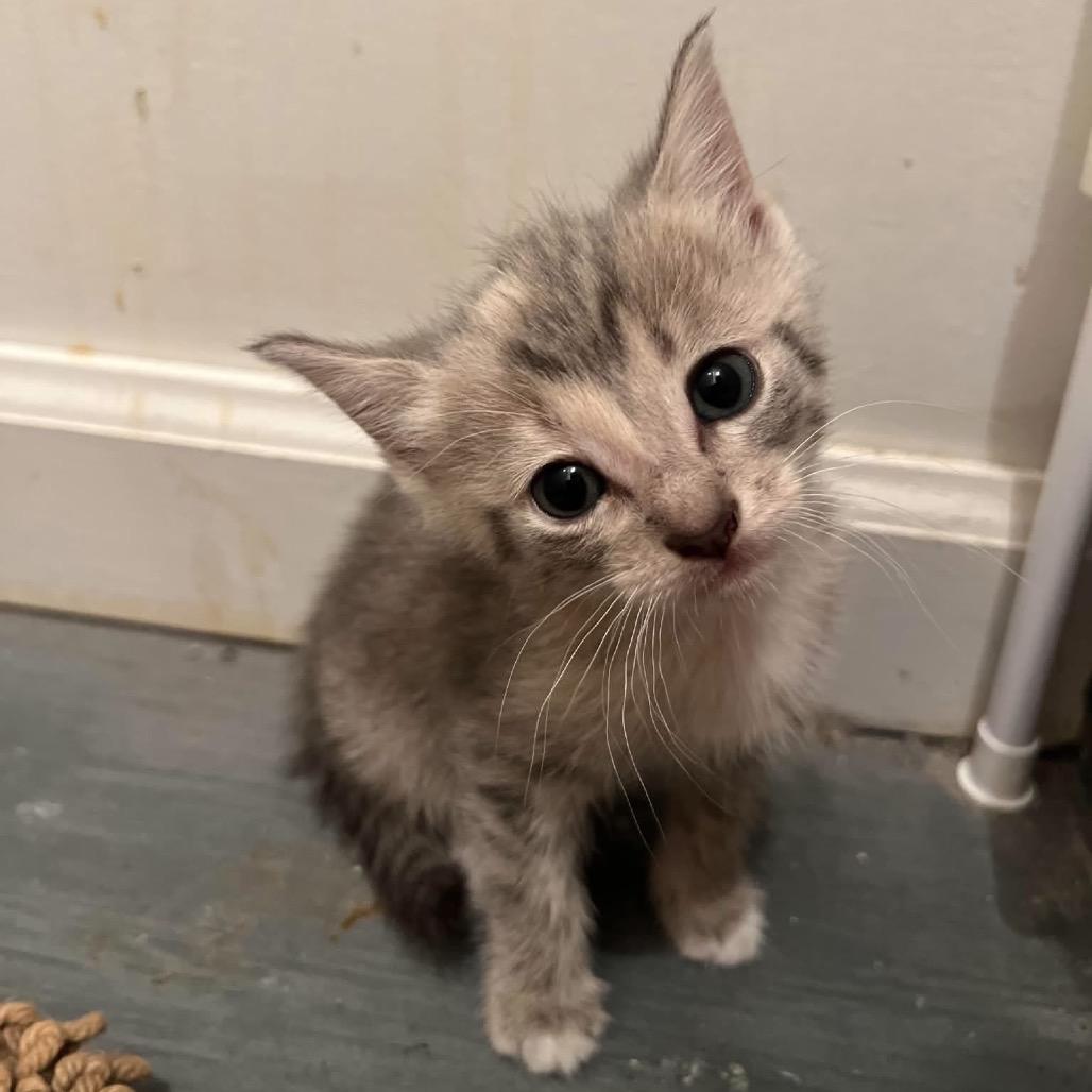 Shalah, Adoptable, Kitten Female Domestic Short Hair.