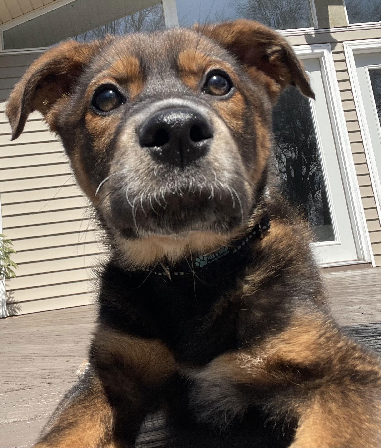 Bear, a Adopted mixed breed in Gates Mills, OH image 1/3