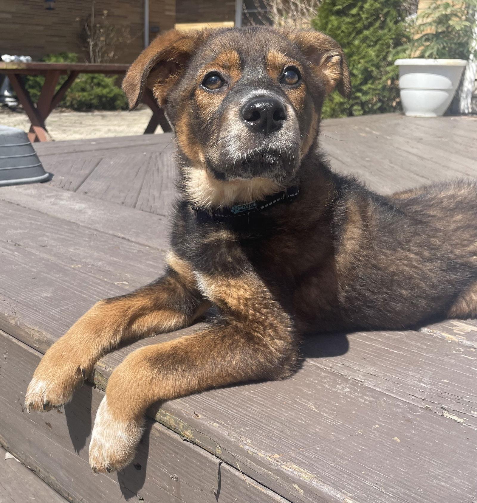 Bear, a Adopted mixed breed in Gates Mills, OH image 2/3