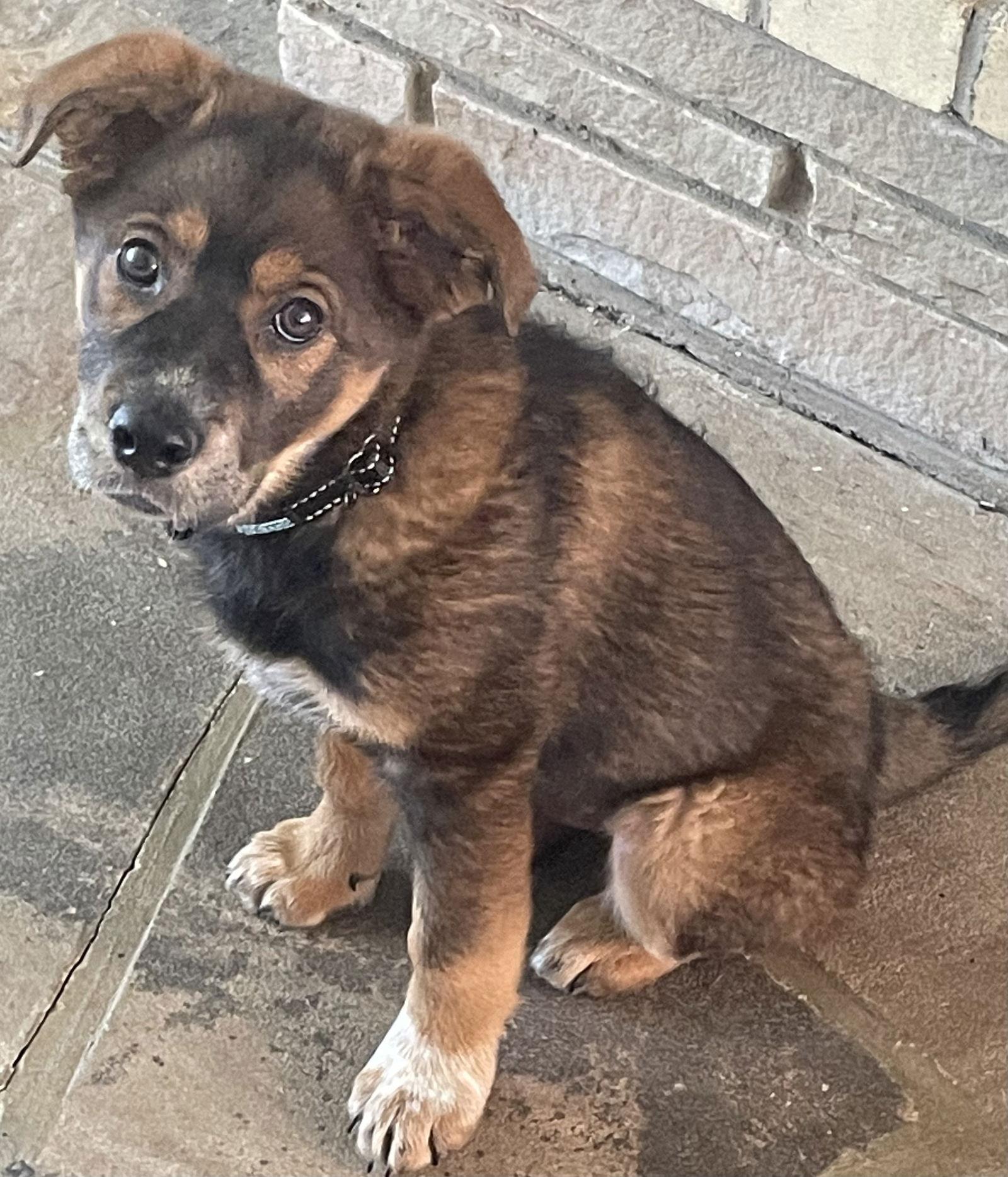 Bear, a Adopted mixed breed in Gates Mills, OH image 3/3