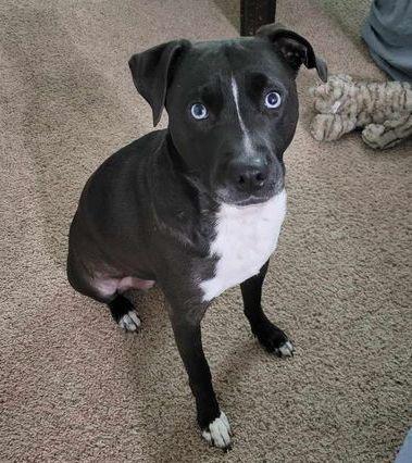 Enlarge Anne, a Adoptable mixed breed in Brooklyn Center, MN image 3/3