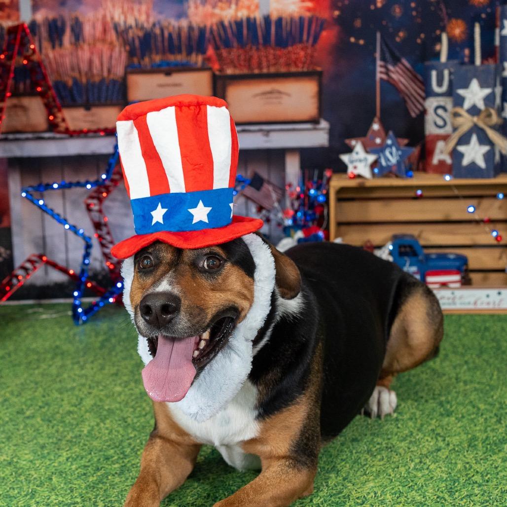 Tango, Adoptable, Adult Male Mixed Breed & Mixed Breed.