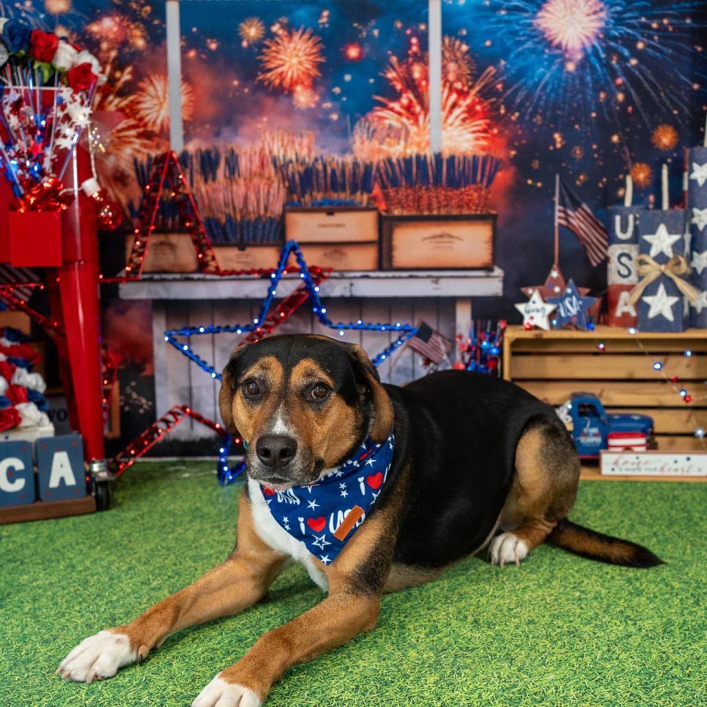 Enlarge Tango, a Adoptable mixed breed in Aberdeen, NC image 6/6