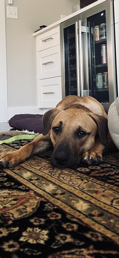 Enlarge Cap n Crunch, a Adoptable mixed breed in Kalamazoo, MI image 1/6