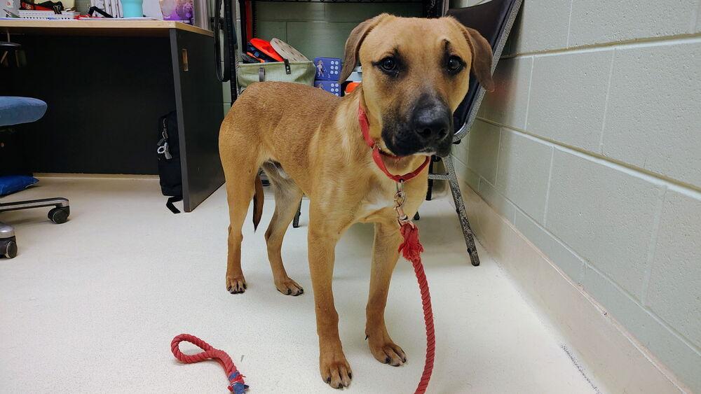 Enlarge Cap n Crunch, a Adoptable mixed breed in Kalamazoo, MI image 2/6