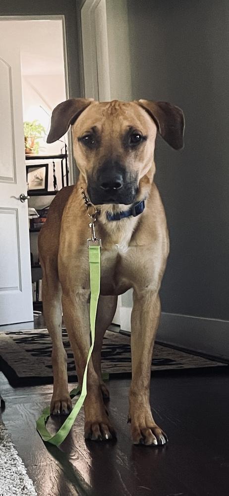 Enlarge Cap n Crunch, a Adoptable mixed breed in Kalamazoo, MI image 3/6