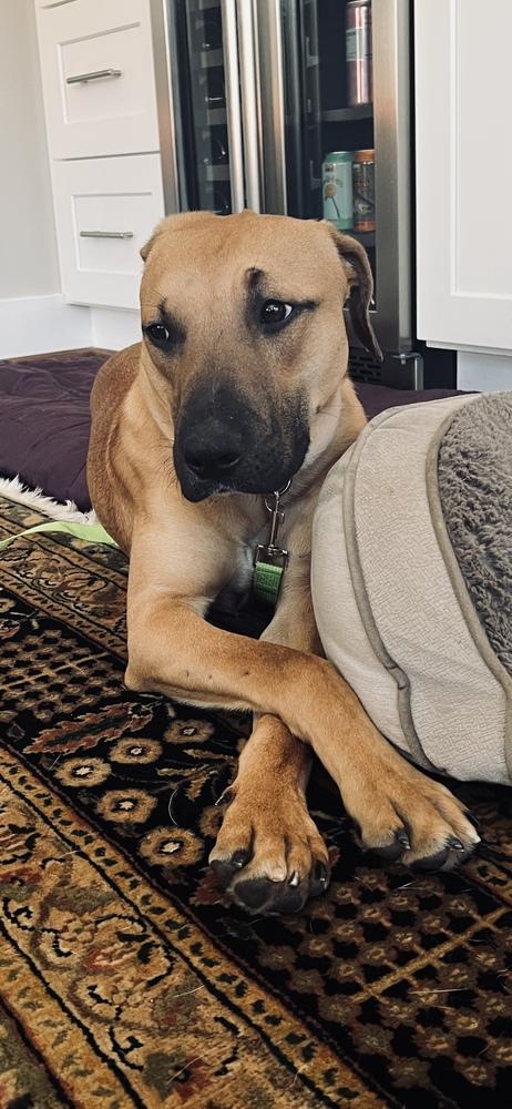 Enlarge Cap n Crunch, a Adoptable mixed breed in Kalamazoo, MI image 4/6