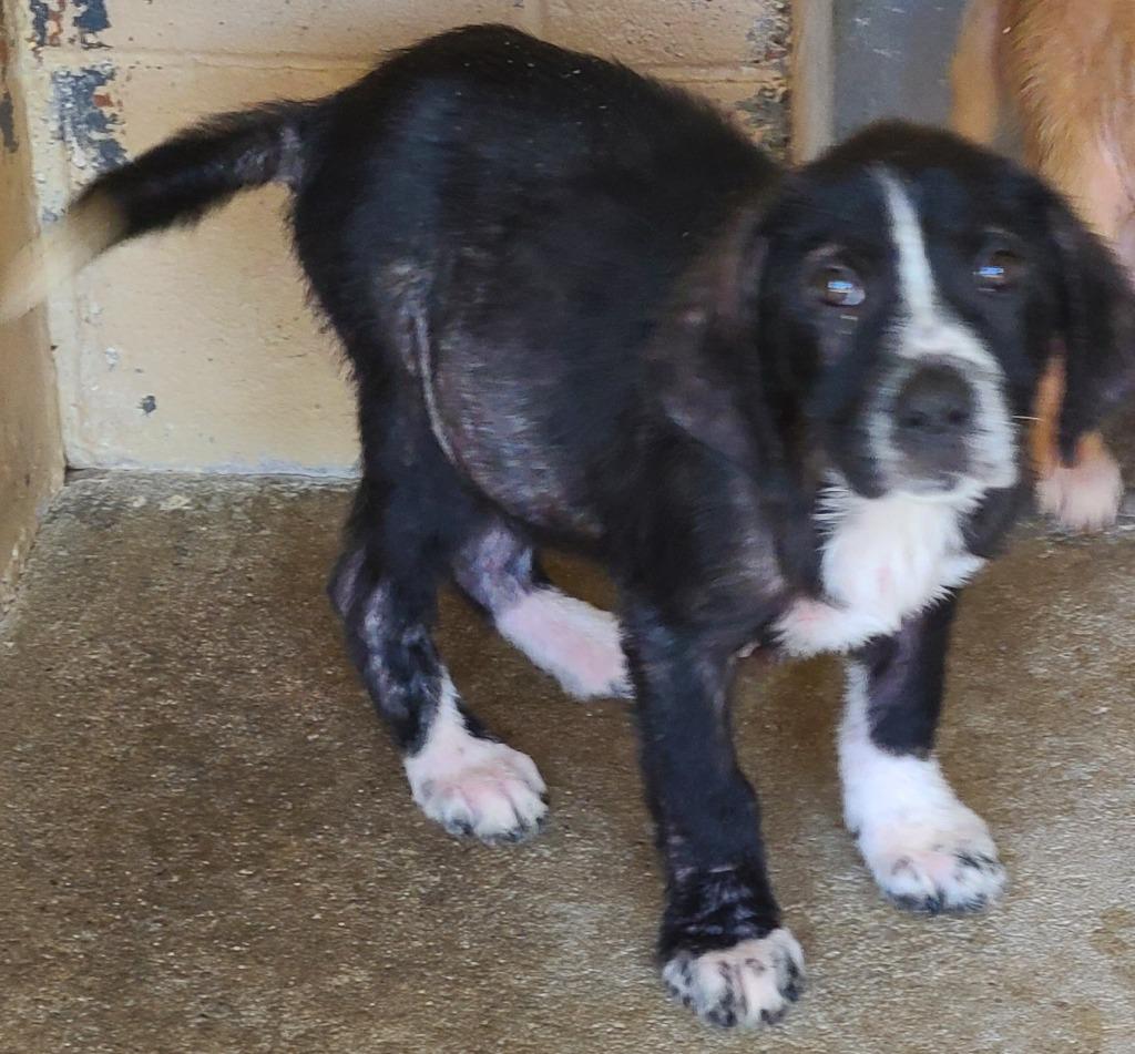Zeke, Adoptable, Puppy Male Labrador Retriever.