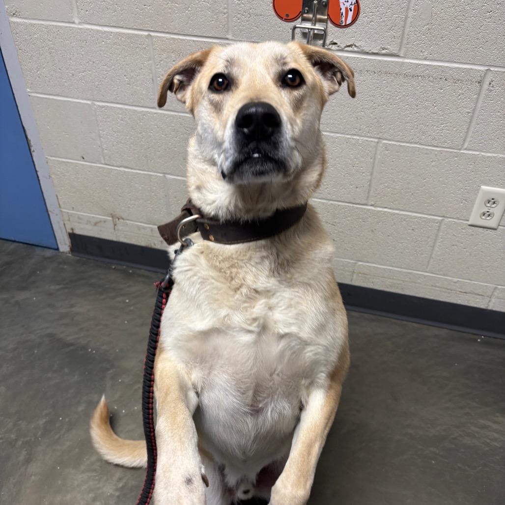 Butterscotch, a Adoptable Mixed Breed in DeKalb, IL image 1/5
