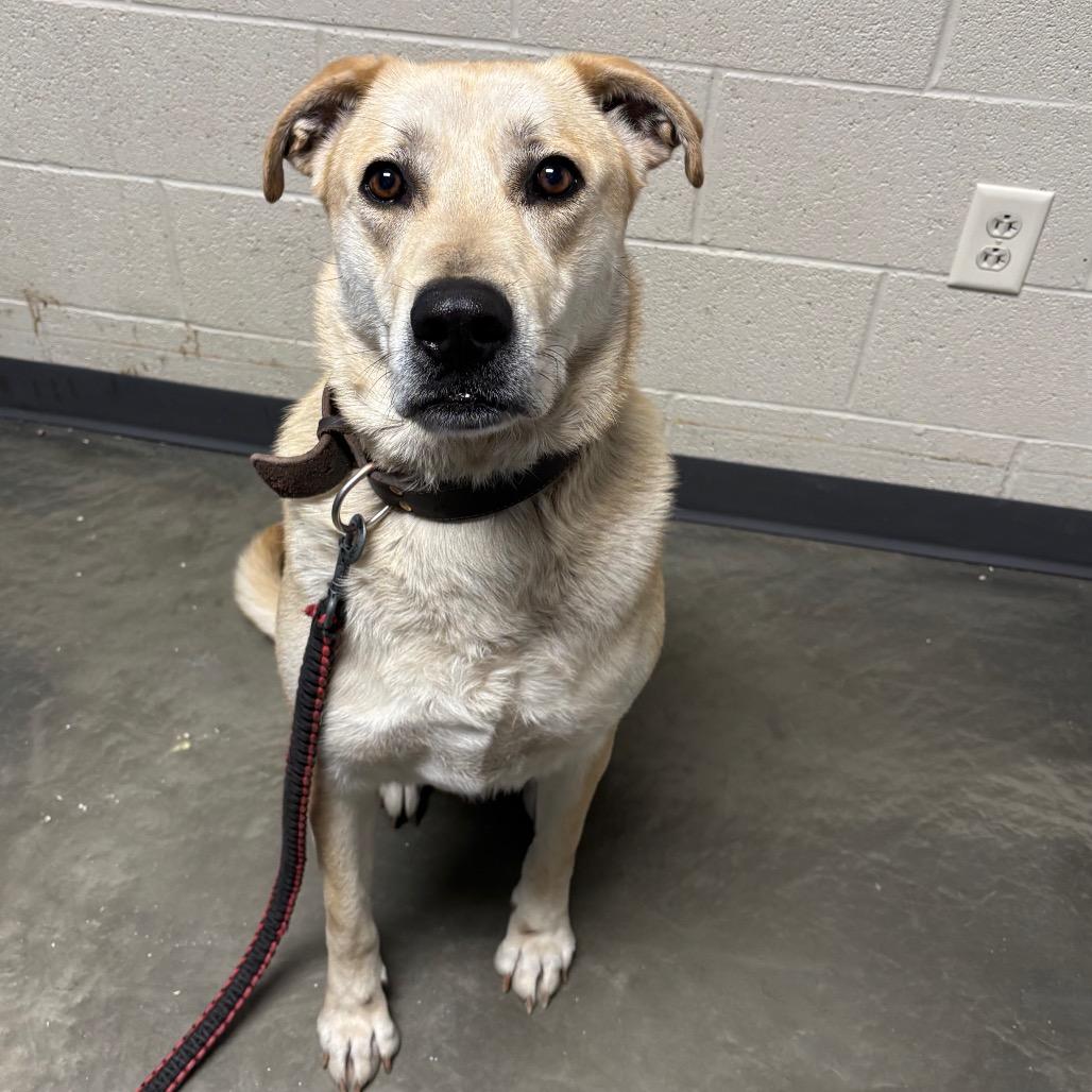 Butterscotch, a Adoptable Mixed Breed in DeKalb, IL image 2/5