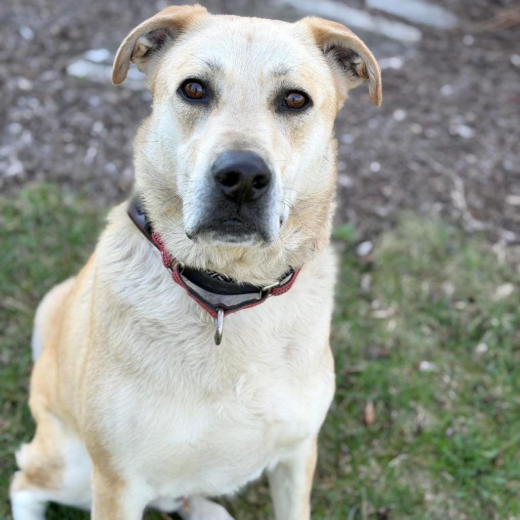 Butterscotch, a Adoptable Mixed Breed in DeKalb, IL image 3/5