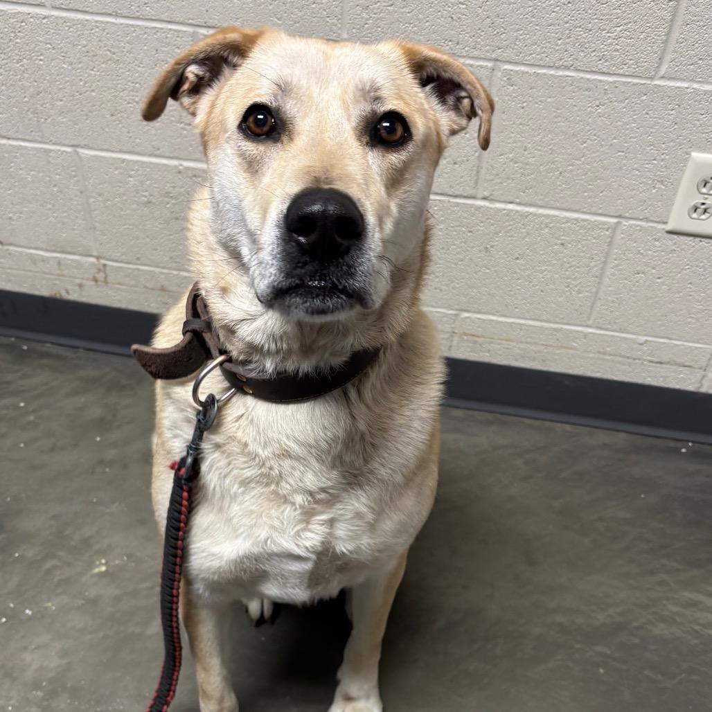 Butterscotch, a Adoptable Mixed Breed in DeKalb, IL image 4/5