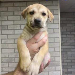 Butterscotch, a Adoptable Mixed Breed in DeKalb, IL image 5/5