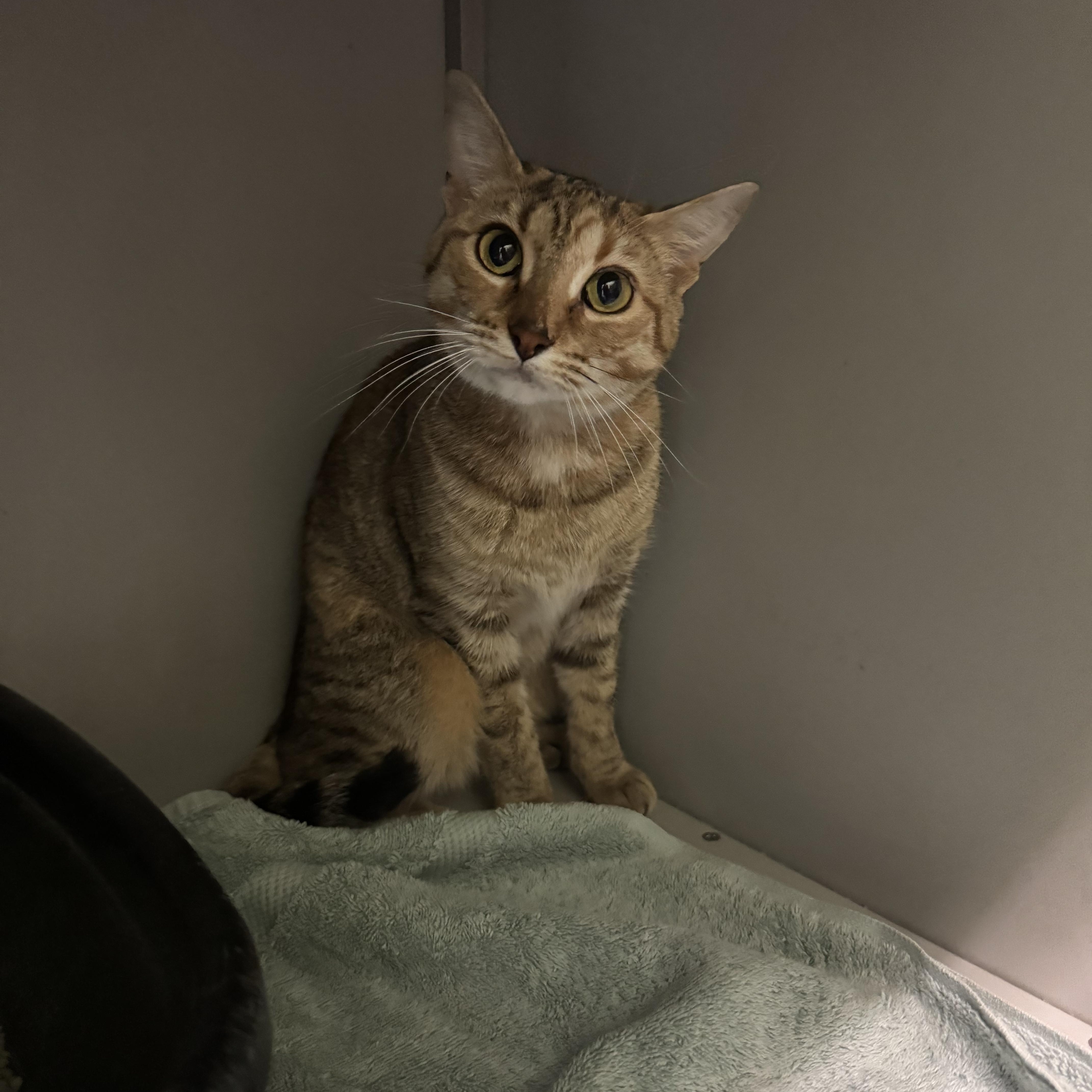 Cougar, an adopted Domestic Short Hair in Honesdale, PA image 2/2