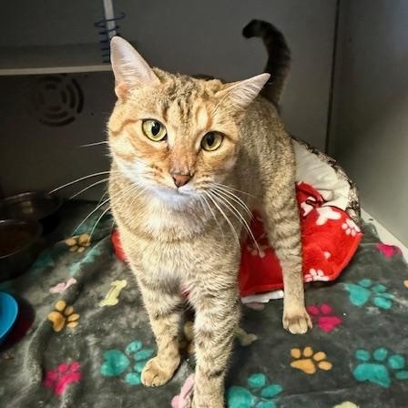 Cougar, an adopted Domestic Short Hair in Honesdale, PA image 1/2