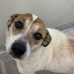 Chester, Senior Male unknown