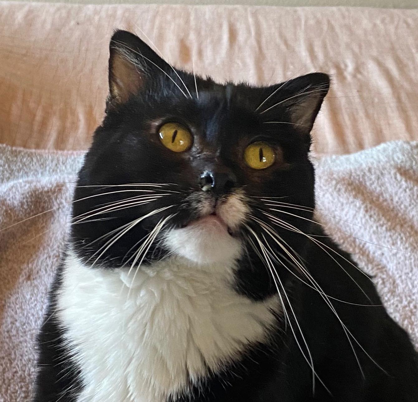 Enlarge Tuna, an adoptable mixed breed in Oracle, AZ image 1/3