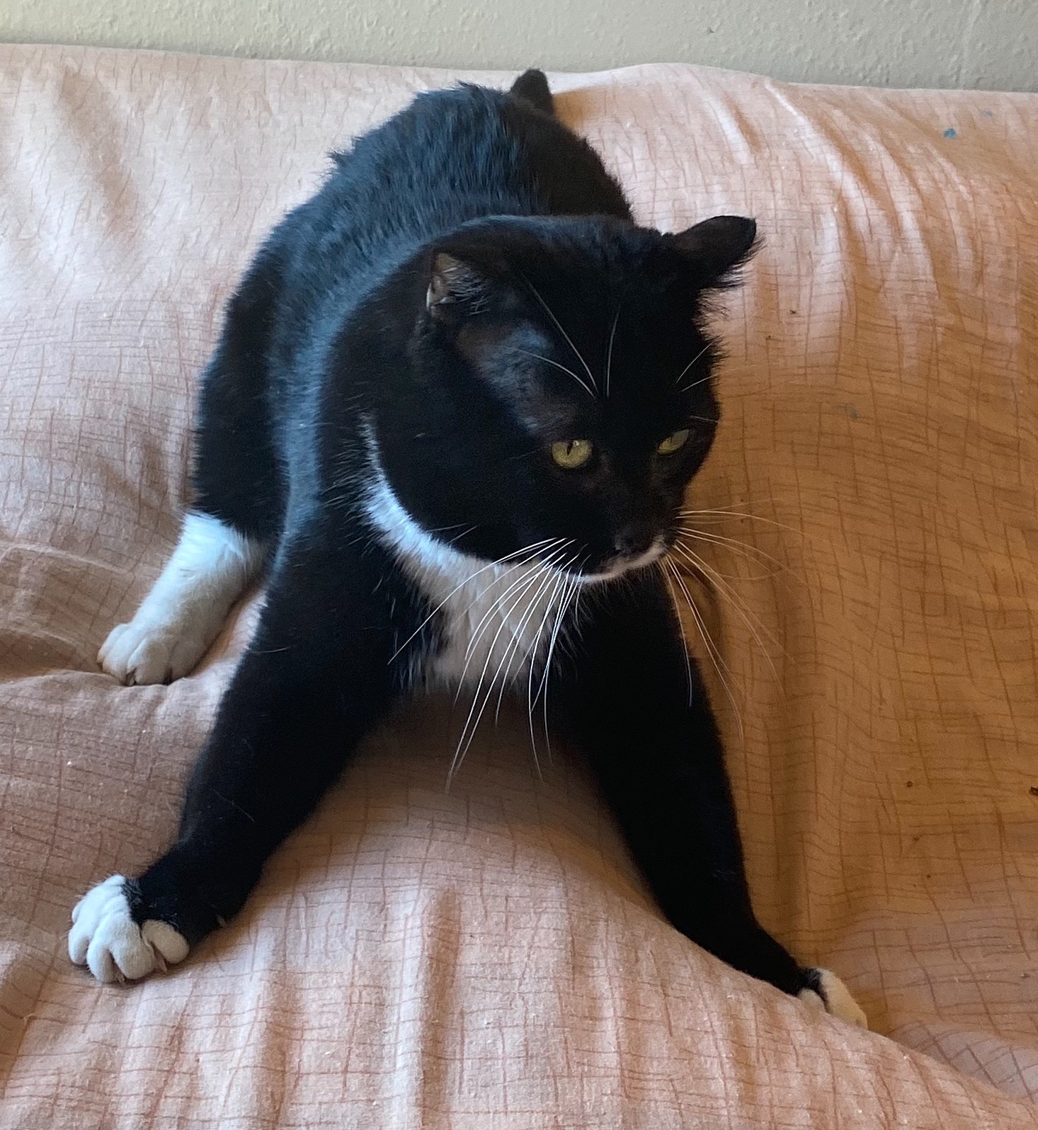 Enlarge Tuna, an adoptable mixed breed in Oracle, AZ image 2/3