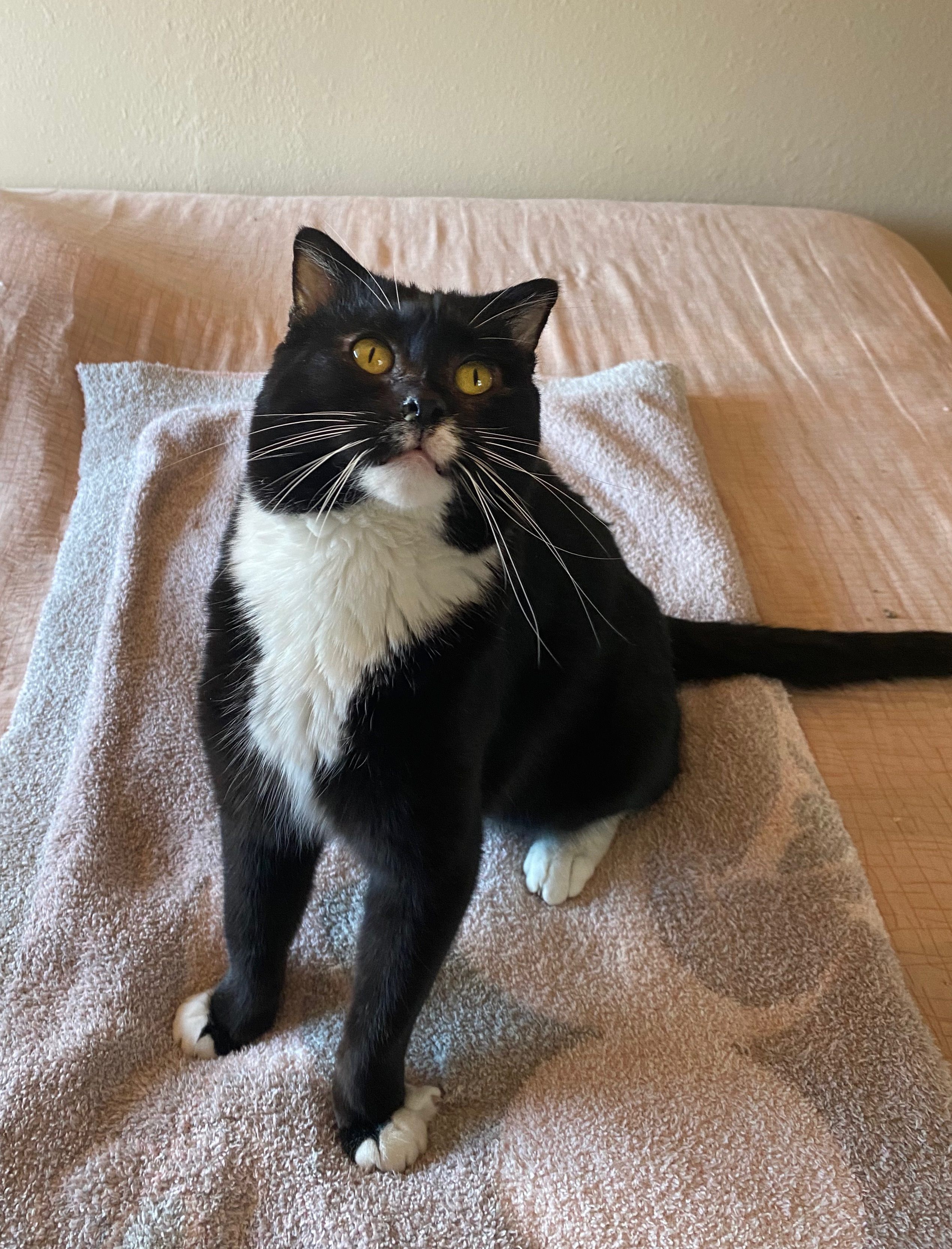 Enlarge Tuna, an adoptable mixed breed in Oracle, AZ image 3/3