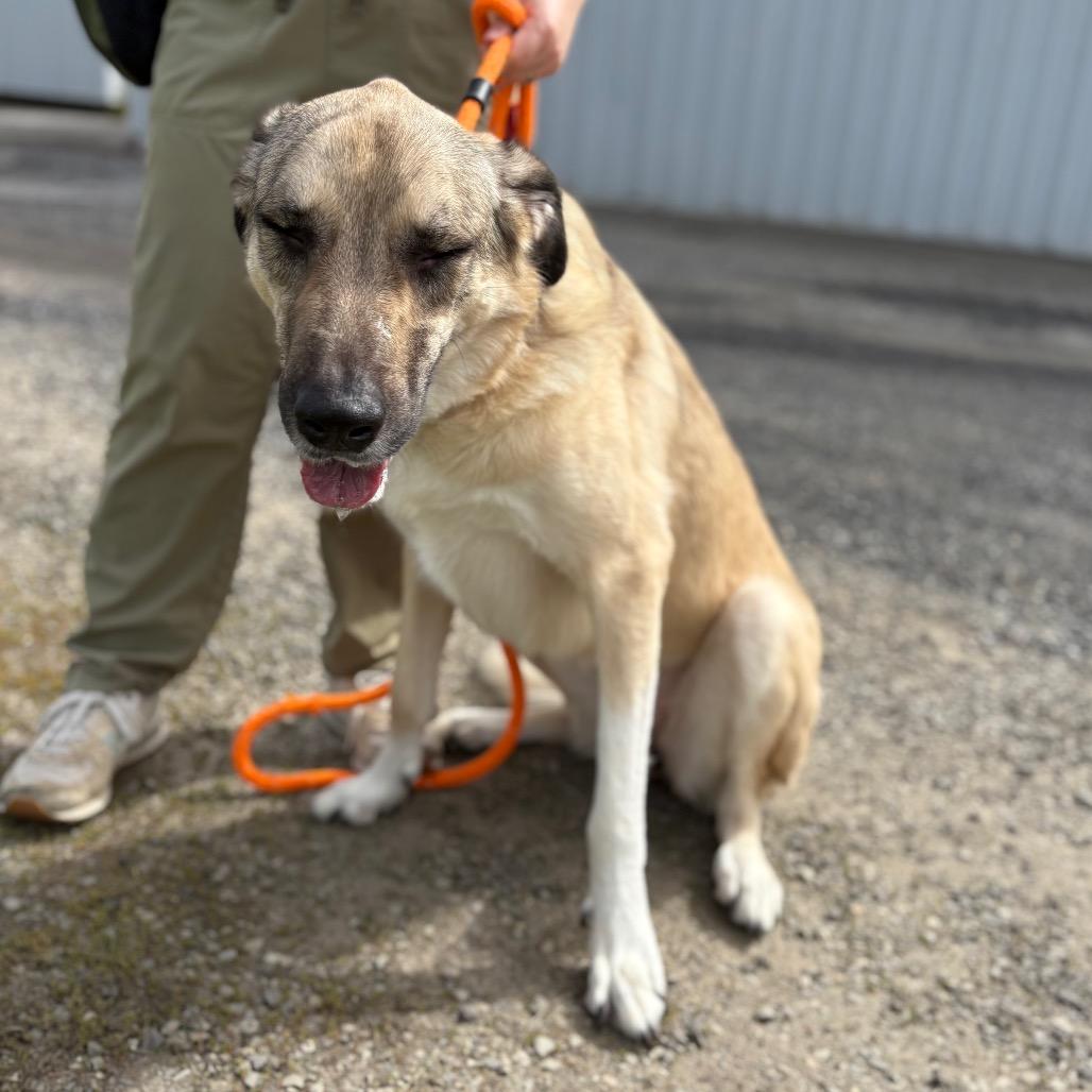 Enlarge Denali, a Adoptable mixed breed in Spokane, WA image 1/6