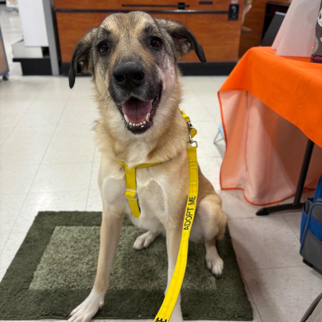 Enlarge Denali, a Adoptable mixed breed in Spokane, WA image 2/6