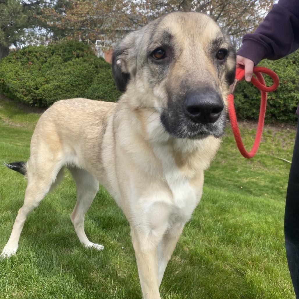 Enlarge Denali, a Adoptable mixed breed in Spokane, WA image 3/6