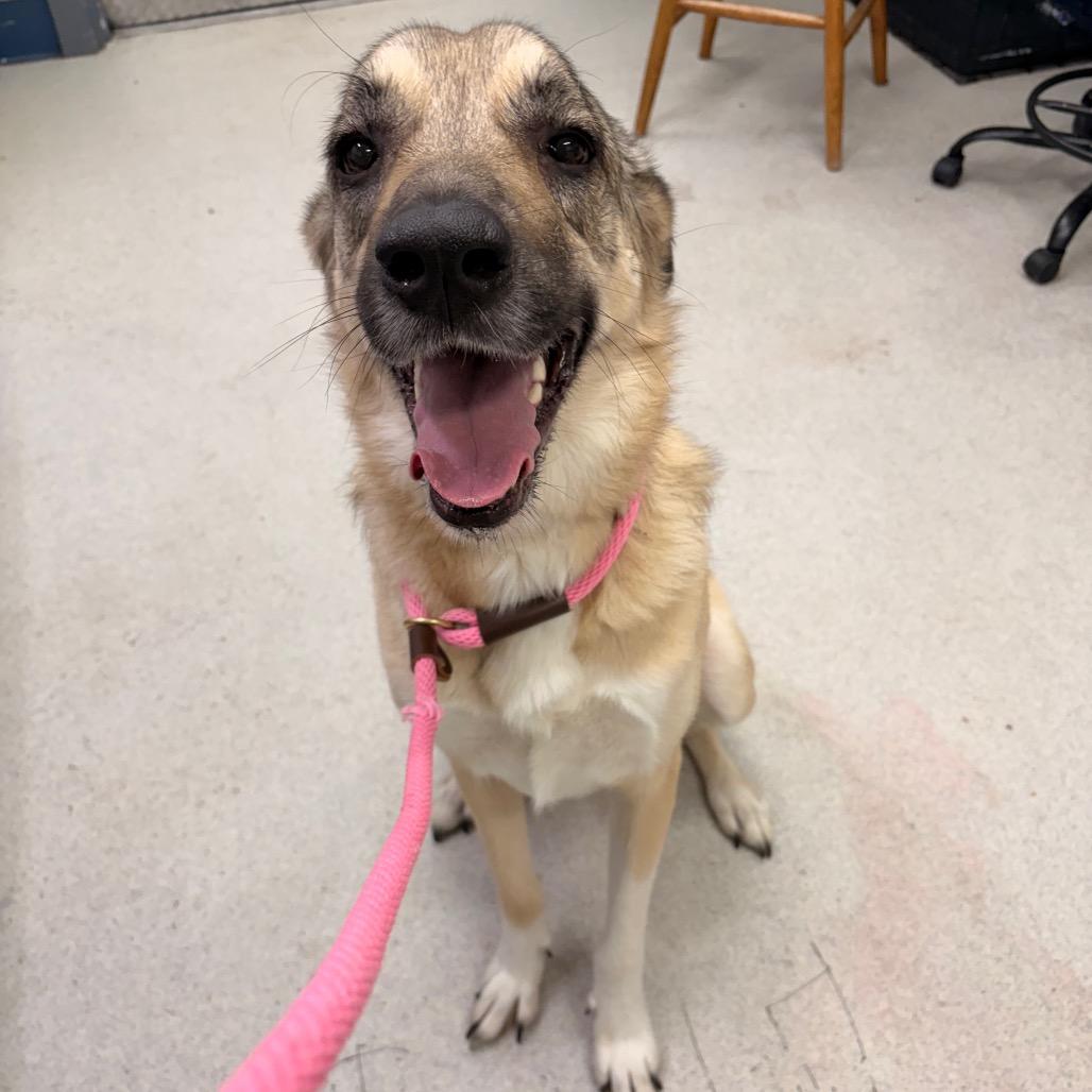 Enlarge Denali, a Adoptable mixed breed in Spokane, WA image 4/6
