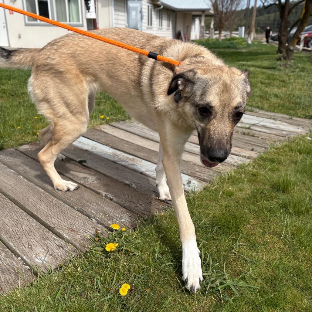 Enlarge Denali, a Adoptable mixed breed in Spokane, WA image 5/6