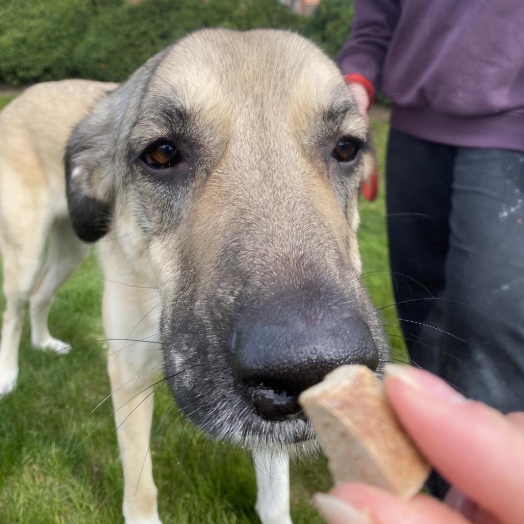 Enlarge Denali, a Adoptable mixed breed in Spokane, WA image 6/6