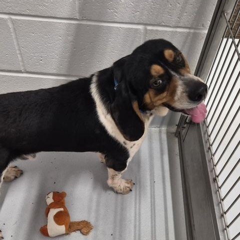 Enlarge Beau, an adopted Beagle in Carneys Point, NJ image 1/1