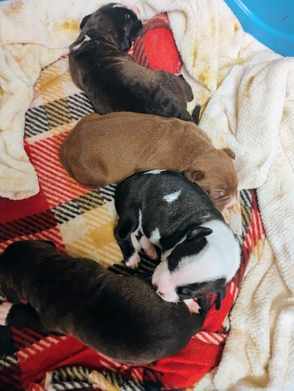 Billy, Adoptable, Young Male Mixed Breed.